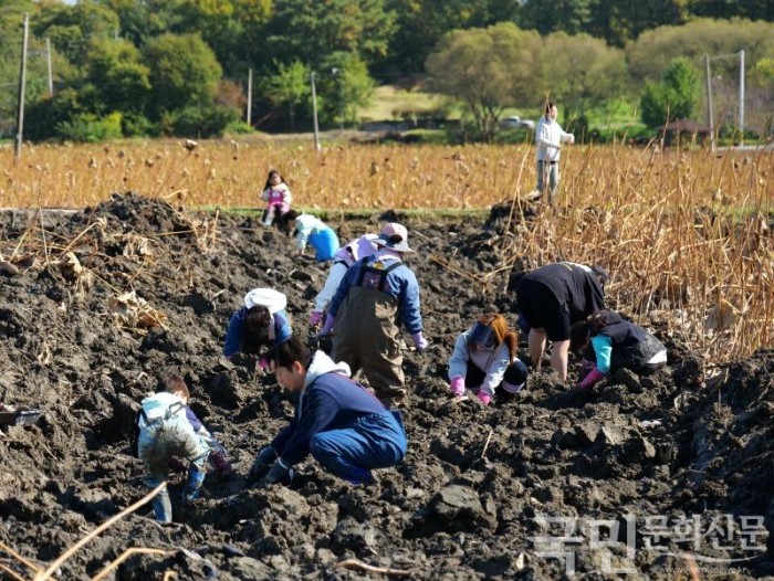 6-1. 지난 20일 용인특례시가 진행한 연근 수확행사에 시민 160여명이 참여해 특별한 농촌체험을 했다.JPG