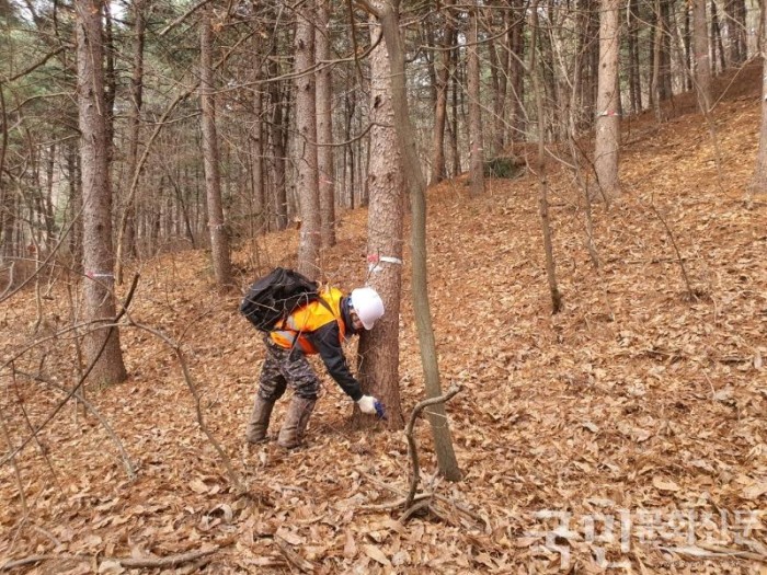 5. 용인특례시가 소나무숲 보호를 위한 소나무재선충병 방제사업을 진행했다. 관계자가 방제 작업을 하고 있다..jpg