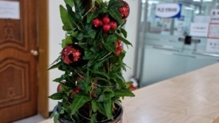 용인시, 아이비 식물 크리스마스 트리 키트 선착순 120가족 제공
