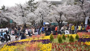 경기도청 봄꽃축제 4월 7~9일 개최. 4년 만에 주변 상권과 함께 ‘활짝’