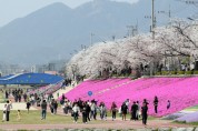 정읍 벚꽃축제, 25만 명 방문 '화려한 벚꽃엔딩'