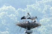 야생번식에 성공하는 천연기념물 황새, 매년 증가