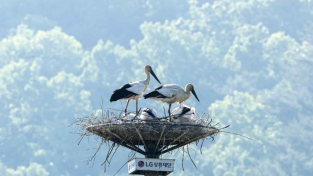 야생번식에 성공하는 천연기념물 황새, 매년 증가