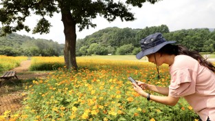 한국도자재단, 곤지암도자공원 참나무 아래 만개한 황금빛 ‘황화 코스모스’ 보러오세요!