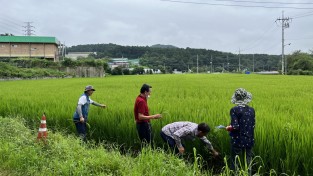 용인특례시, 고품질 백옥쌀 생산 위해 13억 5000만원 투입