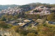 한국민속촌에서 조선 시대 이색 꽃놀이 즐긴다
