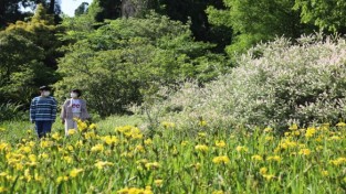 여름철 아름다운 식물 활짝 핀 천리포수목원