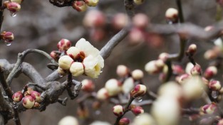 ‘봄꽃 향기 물씬’  천리포수목원에서 연휴 나들이하세요