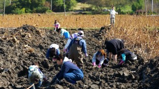 용인특례시, ‘땅속의 보물찾기’ 연근 수확한 시민들 엄지척