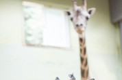 에버랜드, ‘세계 기린의 날’ 맞아 아기 기린 '마루' 공개