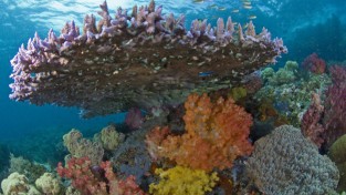 메리케이, 바다를 구한다는 사명으로 산호초 보호·복원 활동 지원