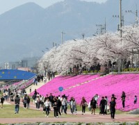 정읍 벚꽃축제, 25만 명 방문 '화려한 벚꽃엔딩'