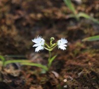 수원 일월수목원에 옮겨심은 멸종위기 희귀식물 ‘해오라비난초’, 처음으로 개화