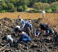 용인특례시, ‘땅속의 보물찾기’ 연근 수확한 시민들 엄지척